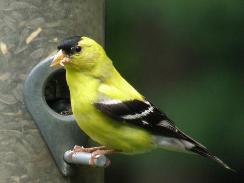 American Goldfinch (Carduelis tristis)