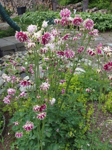 European Columbine (Aquilegia vulgaris) in June at Lebanon in New Hampshire