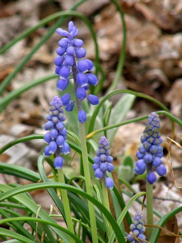 Grape Hyacinth (Muscaria botryoides)