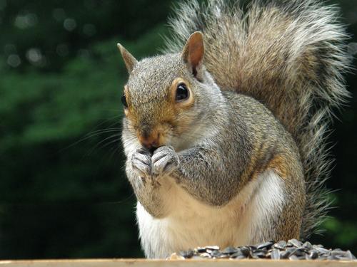 Gray Squirrel