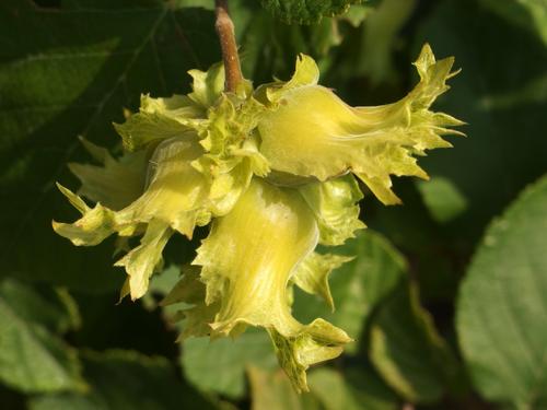 American Hazelnut (Corylus americana) fruit