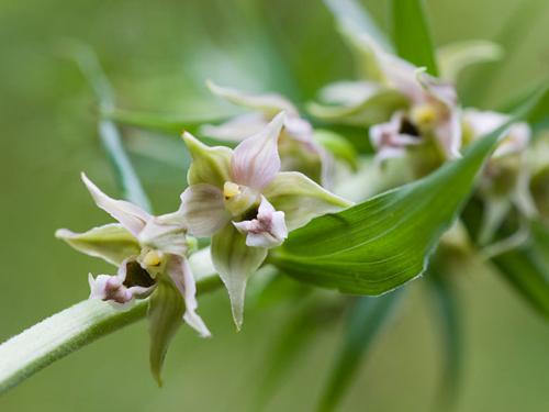 Helleborine (Epipactis helleborine)