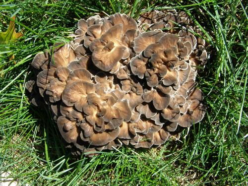 Hen of the Woods