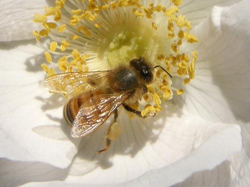 Honey Bee (Apis mellifera)