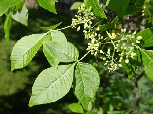 Common Hoptree (Ptelea trifoliata)