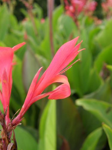 Indain Shot (Canna indica)