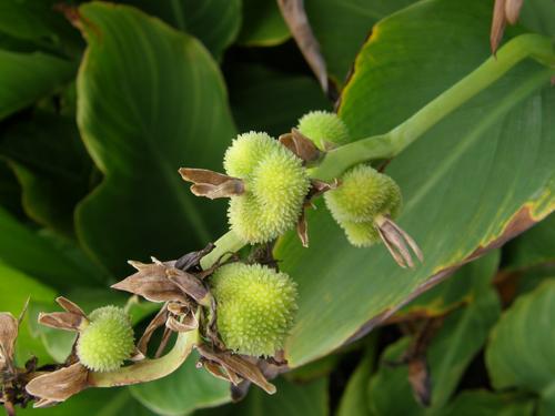 Indian Shot (Canna indica)