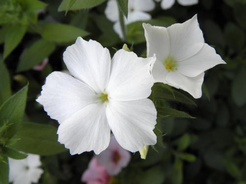 Intensia (Phlox 'Intensia White')