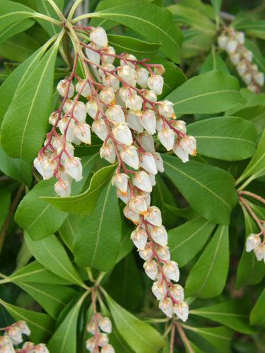 Japanese Andromeda (Pieris japonica)