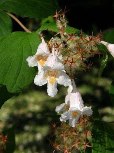 Beauty Bush (Kolkwitzia amabilis) in June at Nashua, New Hampshire