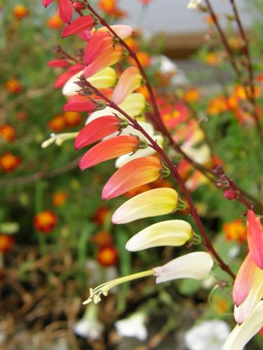 Spanish Flag (Ipomoea lobata)