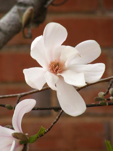 Loebner Magnolia (Magnolia x loebneri)