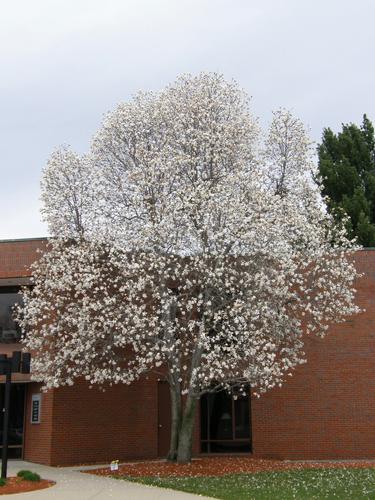 Loebner Magnolia (Magnolia x loebneri)