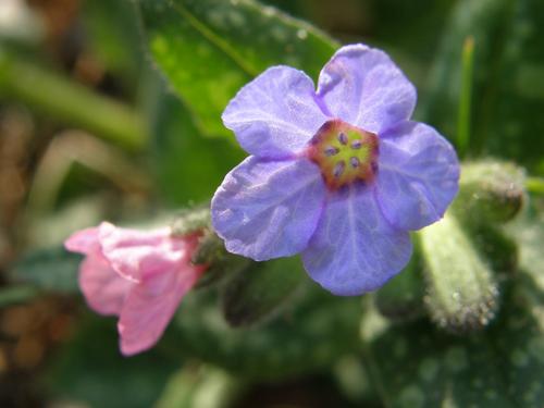 Common Lungwort (Pulmonaria officinalis)