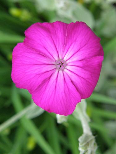 Rose Campion (Lychnis coronaria)