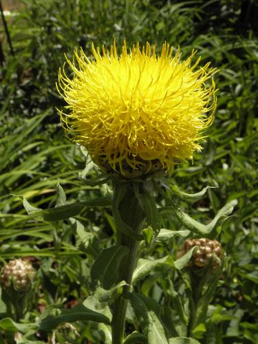 Giant Knapweed (Centaurea macrocephala)