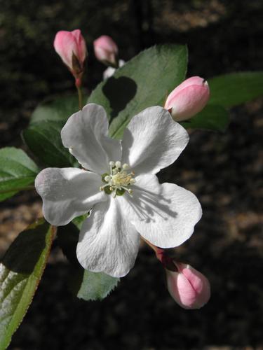 Chinese Crabapple (Malus prunifolia)