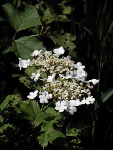 Highbush Cranberry (Viburnum trilobum)