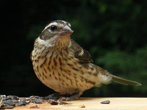 female Rose-breasteed Grosbeak (Pheucticus ludovicianus)