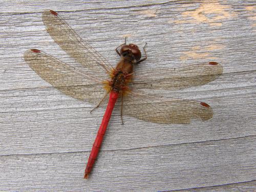 Autumn Meadowhawk (Sympetrum vicinum)