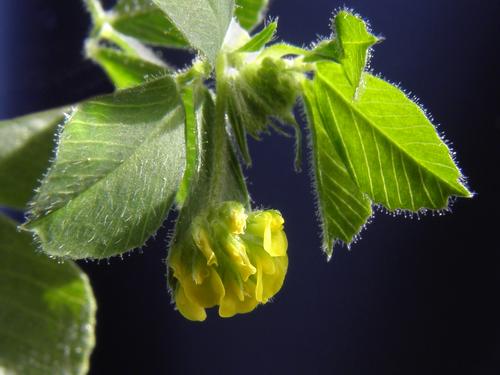 Black Medick (Medicago lupulina)