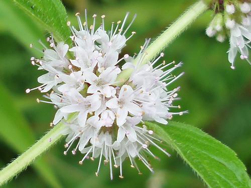 Wild Mint (Mentha arvensis) in August at Sunapee in New Hampshire