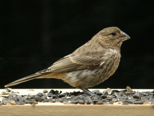 female House Finch (Carpodacus mexicanus)