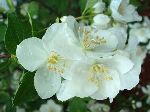 Mock Orange (Philadelphus spp.)