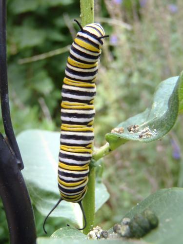 Monarch (Danaus plexippus) caterpillar