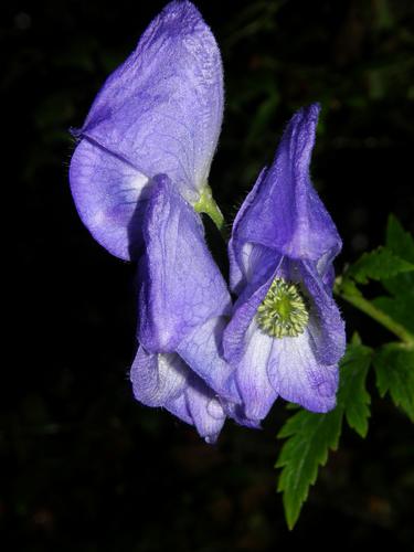 Southern Blue Monkshood (Aconitum uncinatum)