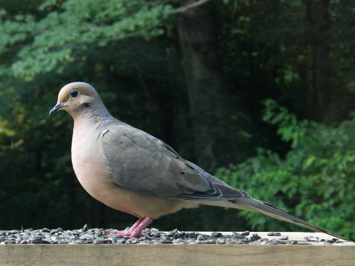 Mourning Dove