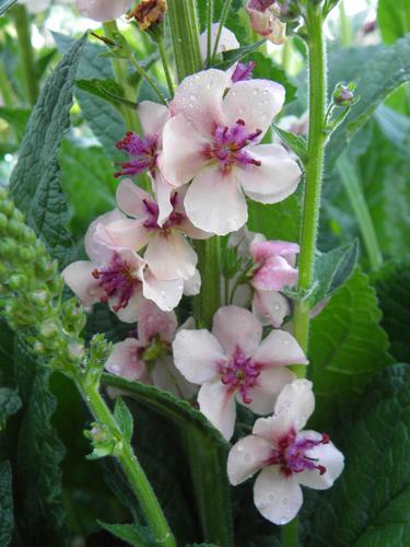 Nettle-leaved Mullein (Verbascum chaixii 'Album')