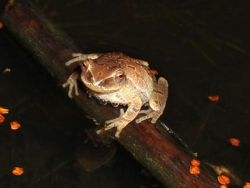 Spring Peeper