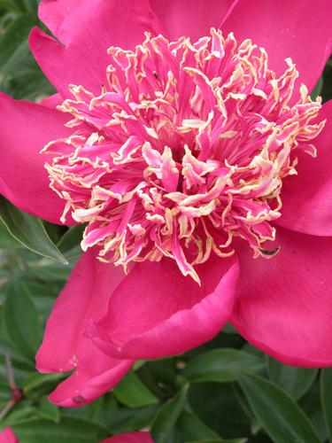 Nippon Beauty Peony