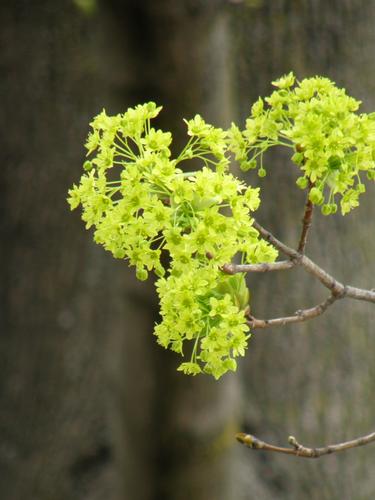 Norway Maple (Acer platanoides)