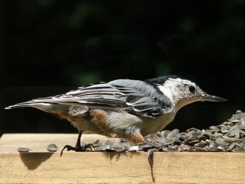 White-breasted Nuthatch (Sitta carolinensis)