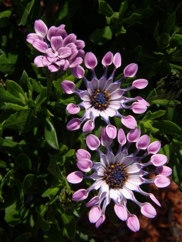 Whirled Osteospermum (Osteospermum 'Pink Whirls')