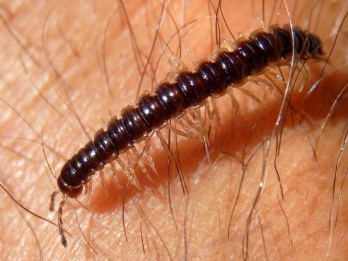 Greenhouse Millipede (Oxidus gracilis) in July at Nashua in southern New Hampshire