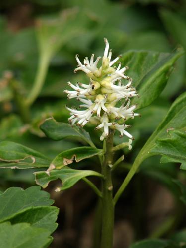 Japanese Pachysandra (Pachysandra terminalis)