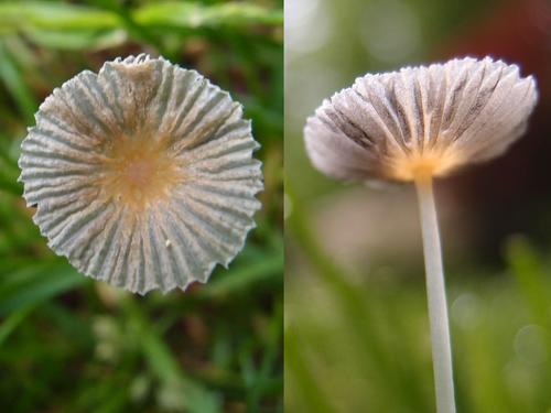 Japanese Parasol