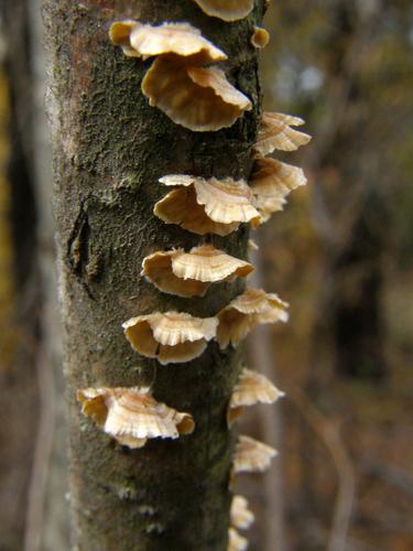 Crowded Parchment