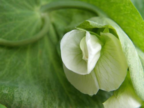 Garden Pea (Pisum sativum)