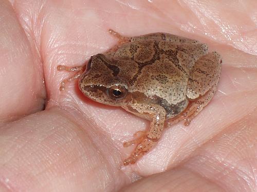 Spring Peeper (Pseudacris crucifer)