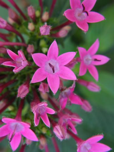 Egyptian Star Cluster (Pentas lanceolata)