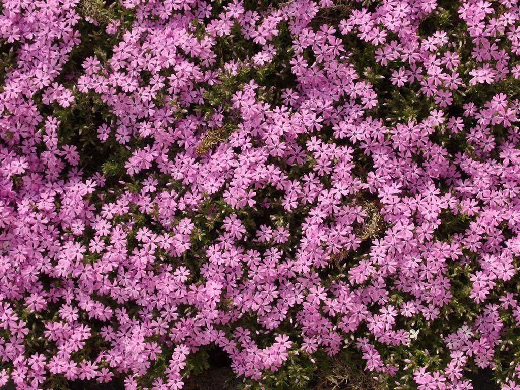 Moss Phlox in April at Nashua, NH