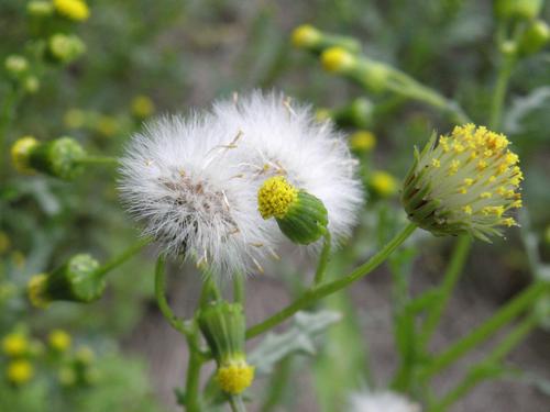 Pilewort (Erechtites hieracifolia) in June at Goffstown in southern New Hampshire