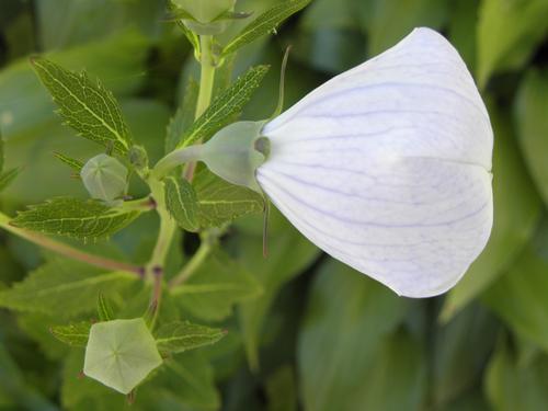 Balloon Flower (Platycodon grandiflorus)