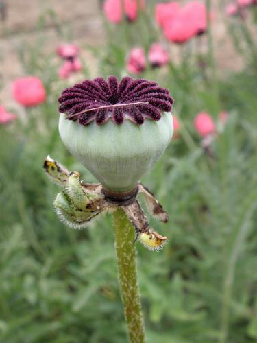 Raspberry Queen Oriental Poppy