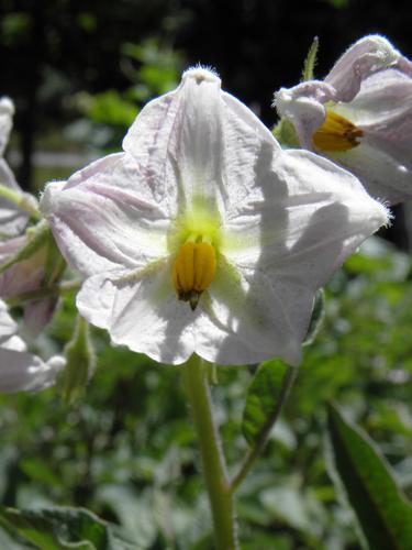 Potato (Solanum tuberosum)