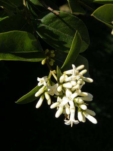 Ibota Privet (Ligustrum obtusifolium)